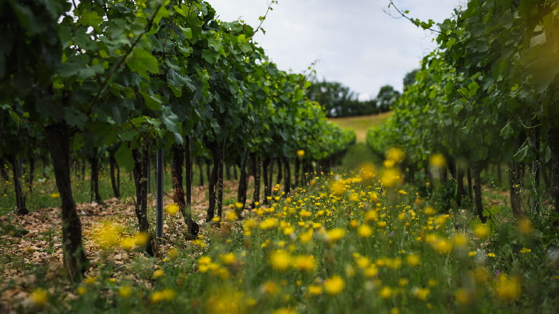 escape game dans les vignes